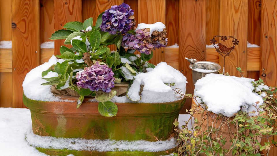 53+ Winterschutz Hortensien Überwintern, Damit ihre gartenhortensien