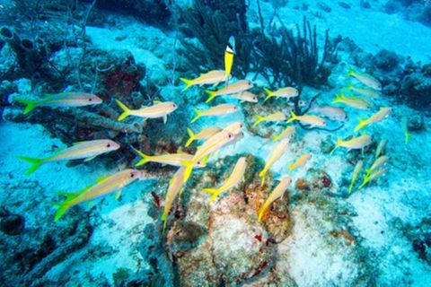 Tropisches Meer