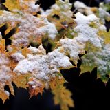In diesen Tagen ziert nächtlicher Frost und erster Schnee die herbstlich bunten Blätter in
