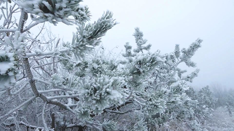 Erster Schnee Erster Schnee