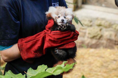 Das kleine Panda-Junge hatte erst vor kurzem seine Mutter verloren. (Archivbild) Foto: Rzss/Rzss/PA Media/dpa