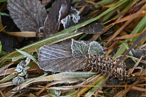Herbstlicher Morgenfrost überzieht Blätter und Gräser