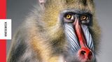 Warum wir Tiere fotografieren cover