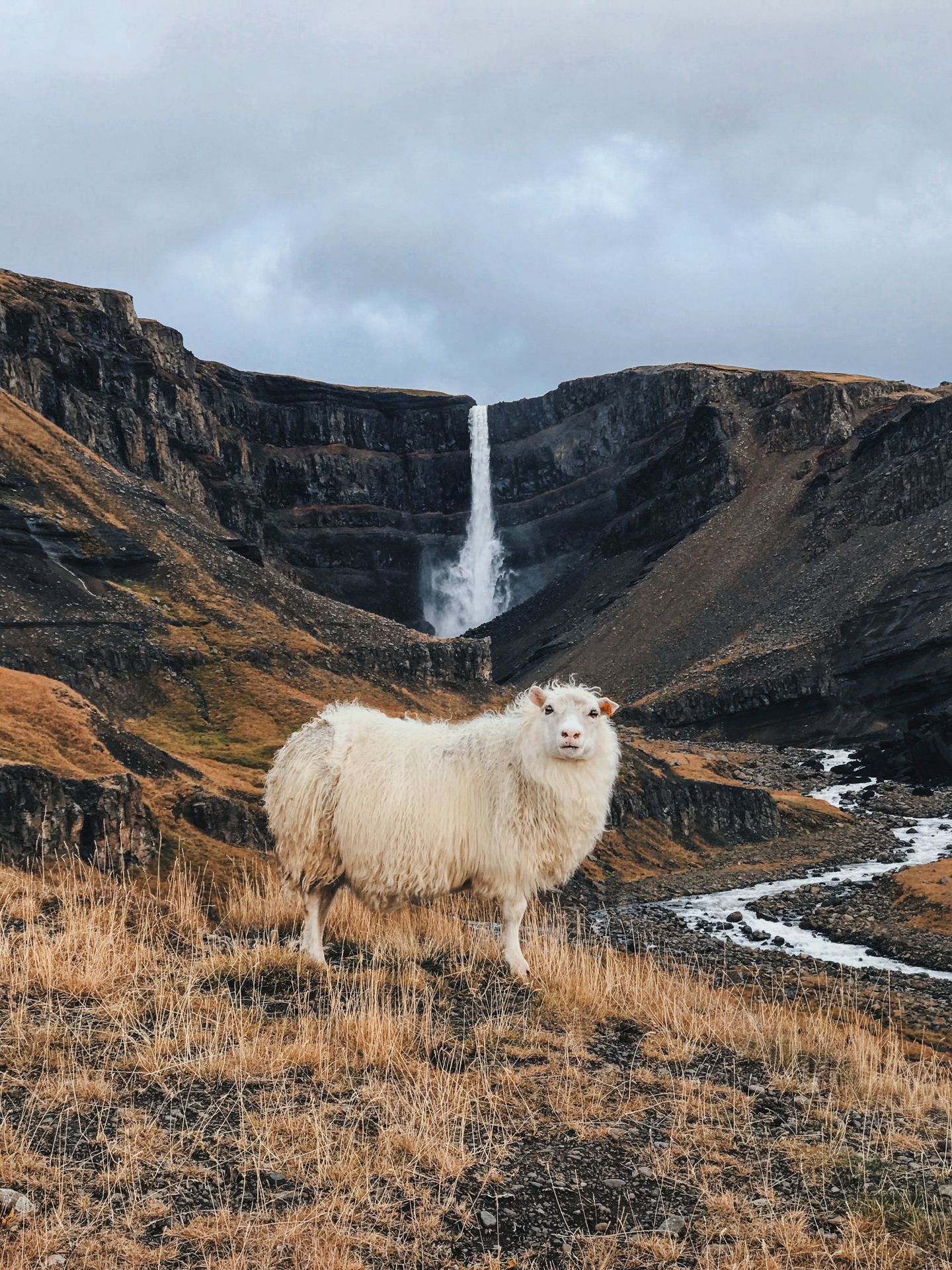 Von Haustieren zu Wildtieren Schaf vor dem Hengifoss-Wasserfall in Island