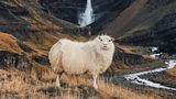 Schaf vor dem Hengifoss-Wasserfall in Island