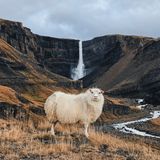 Schaf vor dem Hengifoss-Wasserfall in Island