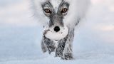 Ein Polarfuchs stiehlt ein Gänseei