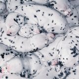 Schlafende Dalmatiner