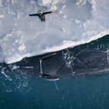 Wal am Rande eines Eisstücks