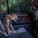 Ein fauchender Gepard auf dem Rücksitz eines Autos