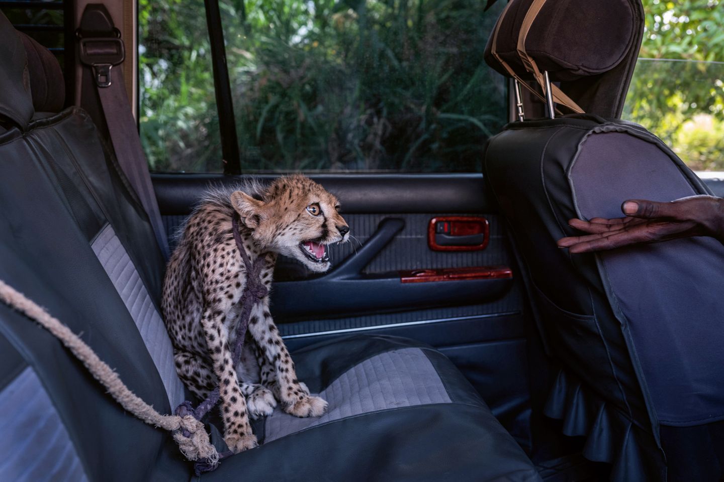 Rettung in letzter Minute Ein fauchender Gepard auf dem Rücksitz eines Autos