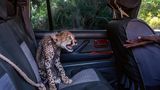 Ein fauchender Gepard auf dem Rücksitz eines Autos