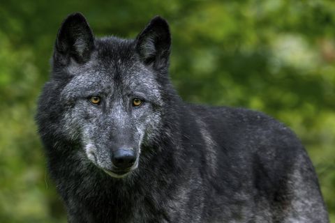 Gegen die Bagger im Reinhardswald hätte auch der Böse Wolf der Gebrüder Grimm keine Chance (Symbolbild)