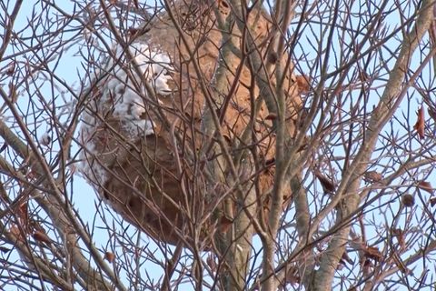 Asiatische Hornisse breitet sich aus – Behörden entfernen XXL-Nest