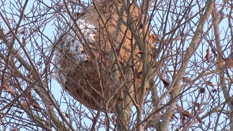 Asiatische Hornisse breitet sich aus – Behörden entfernen XXL-Nest