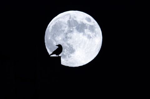 Zürich, Schweiz. "'Ist noch Trost im Gnadenmeer?' Sprach der Rabe: 'Nimmermehr!'“, dichtete einst Edgar Allan Poe über das Krähentier, welches als Silhouette im nächtlichen Zürich vor dem Vollmond posiert