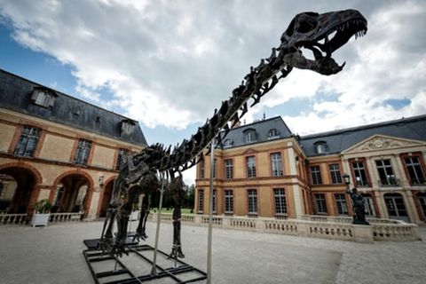 Skelett des Apatosaurus
