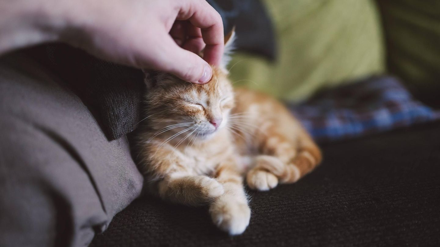 Das Wetter am Sonntag lädt dazu ein, zu Hause zu bleiben und eine Katze zu streicheln. Wie hier auf dem Bild