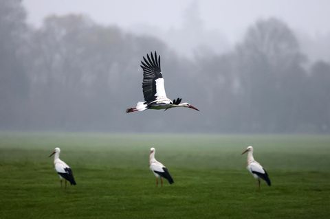 Altheim, Baden-Württemberg, Deutschland. Störche sind im Nebel in einem Naturschutzgebiet an der Donau unterwegs