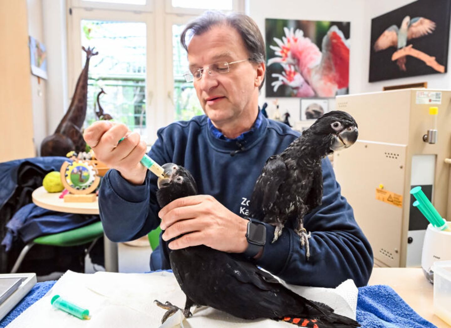 Matthias Reinschmidt, Direktor des Karlsruher Zoo, füttert ein rund zwei Monate altes Banks-Rabenkakadu Junges