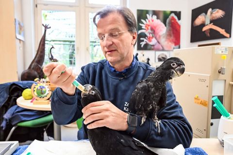 Matthias Reinschmidt, Direktor des Karlsruher Zoo, füttert ein rund zwei Monate altes Banks-Rabenkakadu Junges