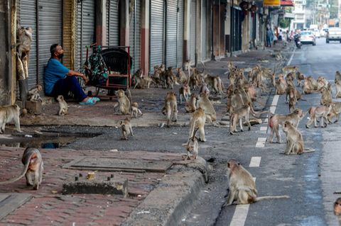 Affen in Thailand
