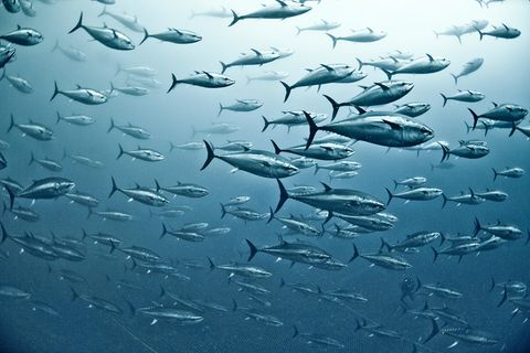 Mittelmeer Fischschwarm