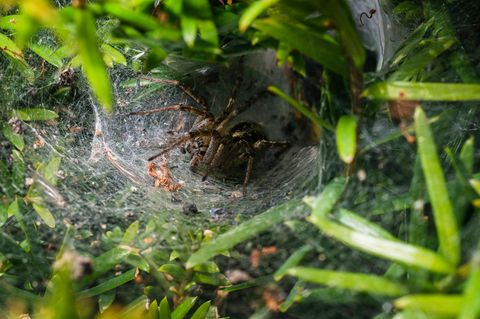 Trichternetzspinne