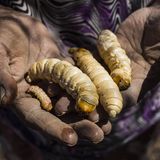 Seltsamste Lebensmittel: Riesenmaden in Händen