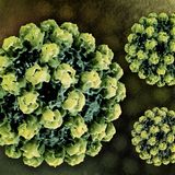 Krankheitserreger kolorierte Animation eines Norovirus