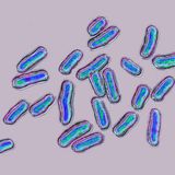 Krankheitserreger Salmonellen