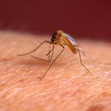 Krankheitserreger Dengue Fieber Überträge sind Stechmücken