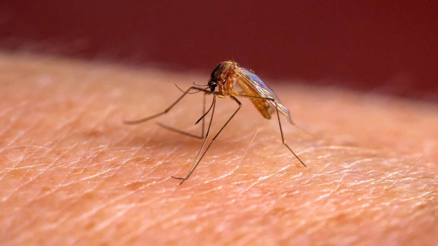 Krankheitserreger Dengue Fieber Überträge sind Stechmücken