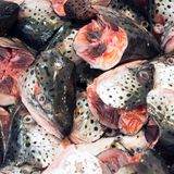 Seltsamste Lebensmittel: viele Lachsköpfe