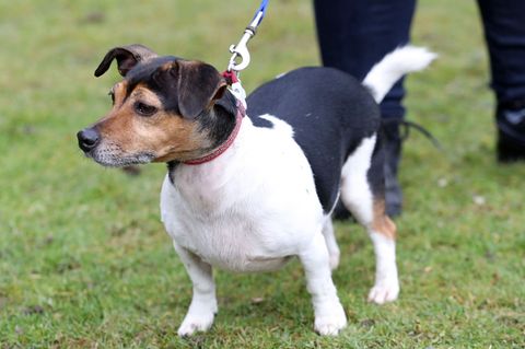 Einer der Hunde der britischen Königin Camilla musste eingeschläfert werden. (Archivbild) Foto: Chris Jackson/PA Wire/dpa