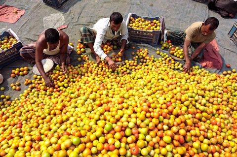 Bogura, Bangladesch. Auch wenn hier Tomaten statt Linsen sortiert werden: ein wenig an Aschenputtel erinnert die Arbeit dieser Männer schon. Bauern aus den umliegenden Dörfern kommen mit frisch geernteten Tomaten an, die gewaschen und für den Verkauf auf dem belebten Wintergroßmarkt vorbereitet werden. Und dazu gehört eben das Sortieren und Verpacken.