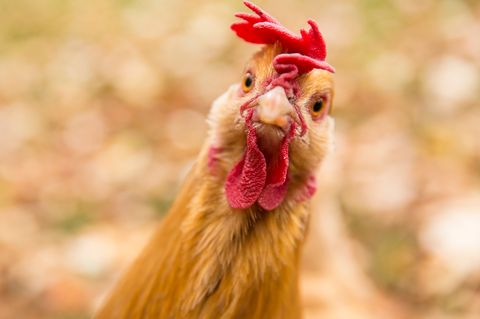 Huhn Henne Ei