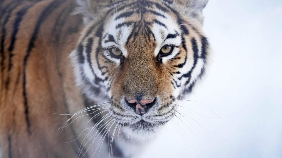 Ein sibirischer Tiger im Tigerpark im chinesischen Harbin in der Provinz Heilongjiang