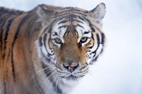 Ein sibirischer Tiger im Tigerpark im chinesischen Harbin in der Provinz Heilongjiang
