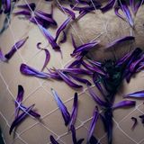 Die Beine einer Frau in eine weiße Strumphose gepresst, ihre Vulva mit Blumenblättern bedeckt