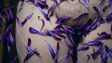 Die Beine einer Frau in eine weiße Strumphose gepresst, ihre Vulva mit Blumenblättern bedeckt