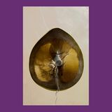 Eine Zitrone, halb zugenäht im gegenlicht, sodass der Tampon fast nicht hineinpasst