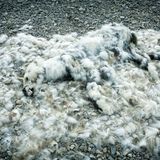 Sebastian Copeland: Verwesender Eisbär-Kadaver in Kanada.