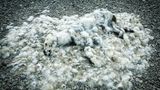 Sebastian Copeland: Verwesender Eisbär-Kadaver in Kanada.
