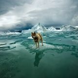 Sebastian Copeland Husky Zephyr