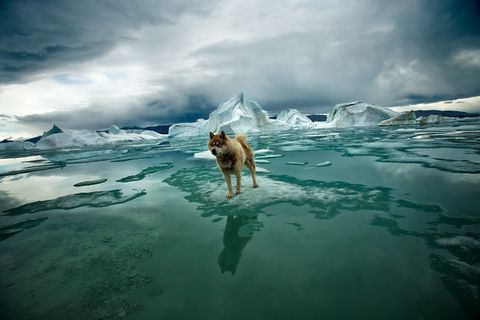 Sebastian Copeland Husky Zephyr