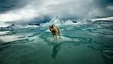 Sebastian Copeland Husky Zephyr