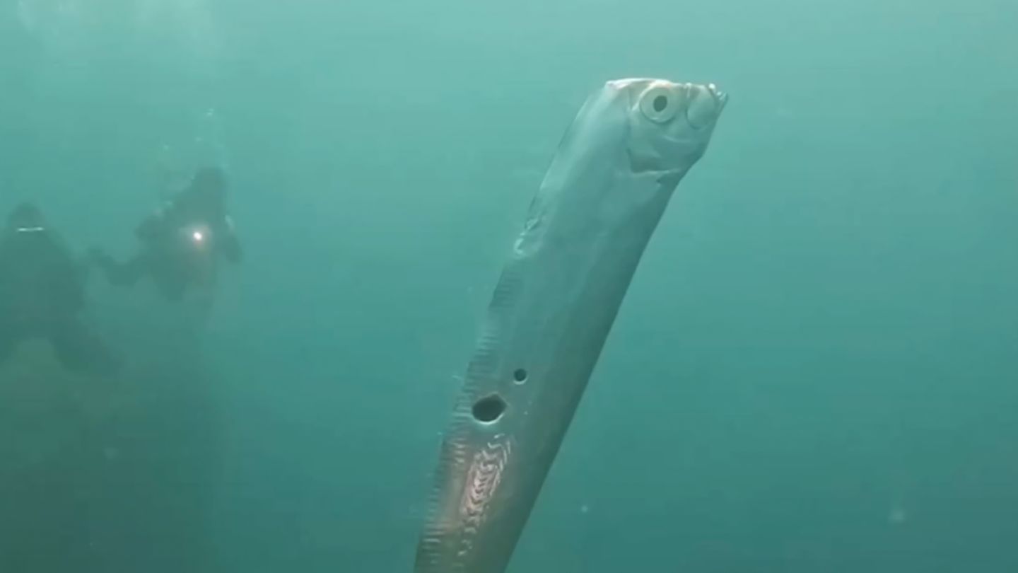 Riemenfisch Riemenfisch