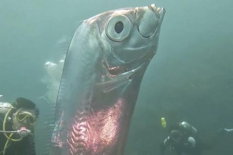 Im Juni konnten Taucher vor der Küste Taiwans faszinierende Aufnahmen eines Riemenfisches machen. Bis heute wurde der Riemenfisch weltweit nur wenige Male lebend gesichtet