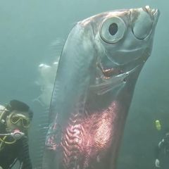 Im Juni konnten Taucher vor der Küste Taiwans faszinierende Aufnahmen eines Riemenfisches machen. Bis heute wurde der Riemenfisch weltweit nur wenige Male lebend gesichtet